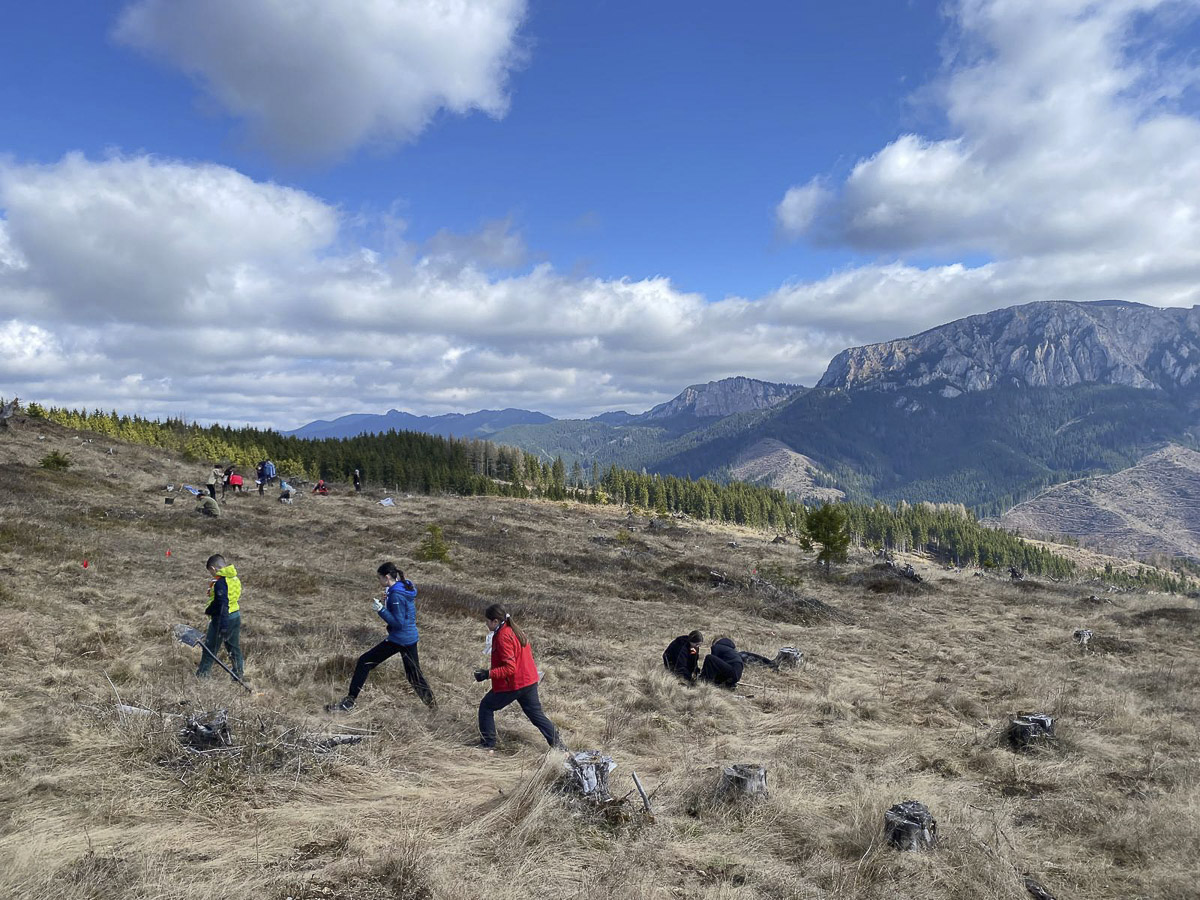 Ahol bükk, tölgy és juhar is kerül a földbe